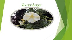 Burundanga
