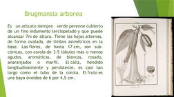 Brugmansia arborea
Es un arbusto siempre verde perenne cubierto 
de un fino indumento terciopelado y que puede 
alcanzar 7m d
