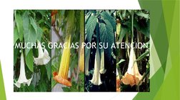 MUCHAS GRACIAS POR SU ATENCION
