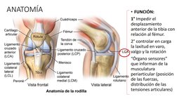 ANATOMÍA
• FUNCIÓN: 
1° Impedir el 
desplazamiento 
anterior de la tibia con 
relación al fémur.
2° controlar en carga 
la la