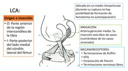 LCA:
• O: Parte anterior 
de la región 
intercondilea de 
la tibia
• I: Parte posterior 
del lado medial 
del cóndilo 
latera