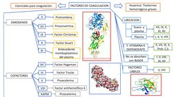 FACTORES DE COAGULACION
Ausencia: Trastornos 
hemorrágicos graves
Esenciales para coagulación
ZIMOGENOS
COFACTORES
II
Suero