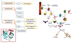 INHIBIDORES
FACTORES DE 
CONTACTO
FIBRINOGENO
I
AT III
Prot. C
Prot. S
XI
XII
KALICREINA
Fibrinogeno
Antecedente 
tromboplast
