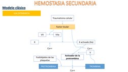 VIA EXTRÍNSECA
Traumatismo celular
Factor tisular 
VII
VIIa
X
X activado (Xa) 
Activador de la 
protrombina
V
Fosfolípidos de
