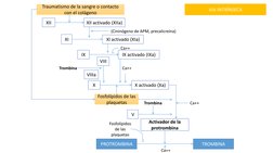 VIA INTRÍNSECA
Traumatismo de la sangre o contacto 
con el colágeno 
XII
XII activado (XIIa)
XI
XI activado (XIa)
IX
IX activ