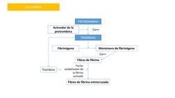 VIA COMÚN
PROTROMBINA 
TROMBINA 
Activador de la 
protrombina
Ca++
Fibrinógeno 
Monómero de fibrinógeno
Fibras de fibrina
Ca+