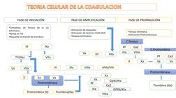 FASE DE INICIACIÓN 
FASE DE AMPLIFICACIÓN
FASE DE PROPAGACIÓN
•Complejos
de
Tenasa
de
la
vía
extrínseca
•Activa el FIX
•Peque