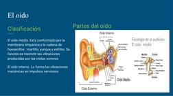 El oido
Clasificación 
El oído medío. Esta conformado por la 
membrana timpánica y la cadena de 
huesecillos : martillo, yunq