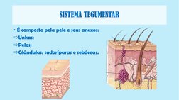 SISTEMA TEGUMENTAR
• É composto pela pele e seus anexos:
Unhas;
Pelos;
Glândulas: sudoríparas e sebáceas.

