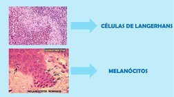 CÉLULAS DE LANGERHANS
MELANÓCITOS
