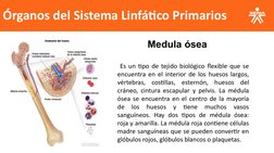 Órganos del Sistema Linfático Primarios
           Medula ósea
 Es un tipo de tejido biológico flexible que se 
encuentra en