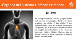 Órganos del Sistema Linfático Primarios
              El Timo
Es un órgano linfoide primario y especializado 
del sistema inm