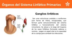 Órganos del Sistema Linfático Primarios
     Ganglios linfáticos
 Son unas estructuras ovaladas o reniformes 
(con forma de r