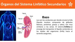 Órganos del Sistema Linfático Secundarios
       Bazo
Los son los conductos por donde circula la linfa 
(líquido incoloro com