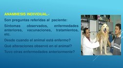 ANAMNESIS INDIVIDUAL.-
Son preguntas referidas al paciente:
Síntomas
observados,
enfermedades
anteriores,
vacunaciones,
trata