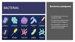 BACTERIAS
• Es activada por el virus no 
patógeno (ARN).
• Se reproduce rápidamente y 
empieza a dañar órganos.
• Son específ