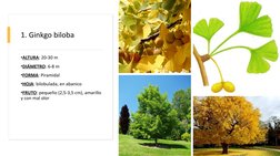 1. Ginkgo biloba
•ALTURA: 20-30 m
•DIÁMETRO: 6-8 m
•FORMA: Piramidal
•HOJA: bilobulada, en abanico
•FRUTO: pequeño (2,5-3,5 c