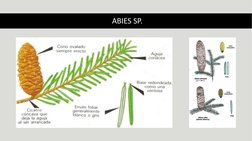 ABIES SP.
