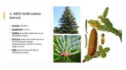 2. ABIES ALBA (abeto 
blanco)
• ALTURA: 20-40 m.
• DIAMETRO: 6-16 m.
• FORMA piramidal, aplanada en los 
ejemplares viejos.