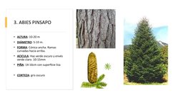 3. ABIES PINSAPO
• ALTURA: 10-20 m
• DIÁMETRO: 5-10 m.
• FORMA: Cónica ancha. Ramas 
curvadas hacia arriba.
• ACICULA: Haz ve