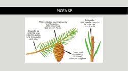 PICEA SP.
