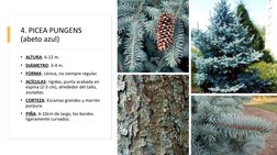 4. PICEA PUNGENS 
(abeto azul)
• ALTURA: 6-12 m.
• DIÁMETRO: 3-4 m.
• FORMA: cónica, no siempre regular.
• ACÍCULAS: rígidas,
