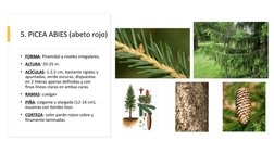 5. PICEA ABIES (abeto rojo)
• FORMA: Piramidal y niveles irregulares.
• ALTURA: 20-25 m.
• ACÍCULAS: 1-2,5 cm, bastante rígid