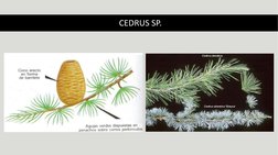 CEDRUS SP.
