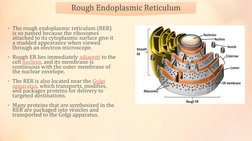 Rough Endoplasmic Reticulum
• The rough endoplasmic reticulum (RER) 
is so named because the ribosomes 
attached to its cytop