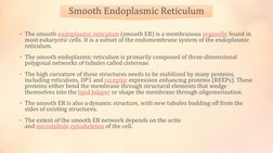 • The smooth endoplasmic reticulum (smooth ER) is a membranous organelle found in 
most eukaryotic cells. It is a subset of t