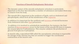 Function of Smooth Endoplasmic Reticulum
• The dynamic nature of the smooth endoplasmic reticulum is particularly 
important