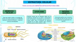 Estructura y Funciones de la Célula | PDF | Biología Celular) | Citoplasma