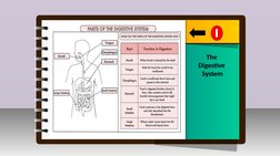 III.
Innovation /Intervention Strategy
The 
Digestive 
System
