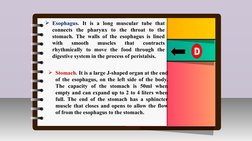 III.
Innovation /Intervention Strategy
Esophagus. It is a long muscular tube that 
connects the pharynx to the throat to the
