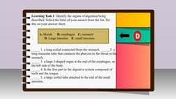 III.
Innovation /Intervention Strategy
Learning Task 1: Identify the organs of digestion being 
described. Select the letter