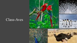 Overview of Class Aves Characteristics | PDF | Birds | Zoology
