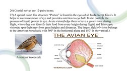 Overview of Class Aves Characteristics | PDF | Birds | Zoology