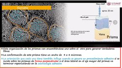 Esta organización de los prismas van ensamblándose uno sobre el  otro para generar verdaderas 
fibras 
La conformación de e