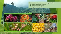 La vegetación más característica de la región Andina:
●
Vegetación destinada al cultivo.
●
Selvas con grandes árboles.
●
Vege