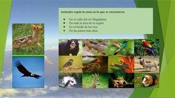 Animales según la zona en la que se encuentren:
●
En el valle del río Magdalena
●
En toda la área de la región
●
En el borde