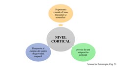 NIVEL 
CORTICAL 
Se presenta 
cuando el tono 
muscular se 
normaliza 
provee de una 
adaptación 
corporal 
Respuesta al 
camb