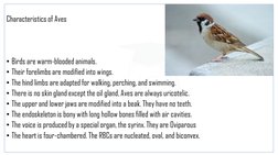 Characteristics of Birds and Sanctuaries | PDF | Birds | Ornithology