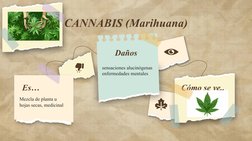 Cómo se ve..
Daños
sensaciones alucinógenas 
enfermedades mentales
CANNABIS (Marihuana)
Es…
Mezcla de planta u 
hojas secas,