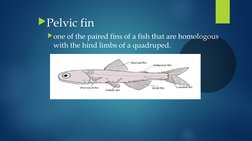 Fish Fin Function Types of Fish Fins and Their Functions | PDF