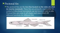 Fish Fin Function Types of Fish Fins and Their Functions | PDF