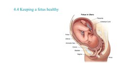 4.4 Keeping a fetus healthy
