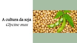 A cultura da soja
Glycine max
