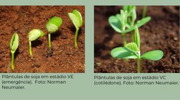 Plântulas de soja em estádio VE 
(emergência).  Foto: Norman 
Neumaier.
Plântulas de soja em estádio VC 
(cotilédone). Foto: