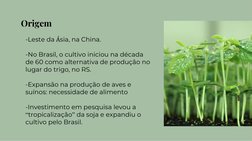 Origem 
-Leste da Ásia, na China.
-No Brasil, o cultivo iniciou na década 
de 60 como alternativa de produção no 
lugar do tr