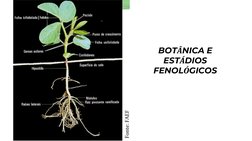 BOTÂNICA E 
ESTÁDIOS 
FENOLÓGICOS

